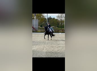 KWPN, Merrie, 9 Jaar, 168 cm, Zwartbruin