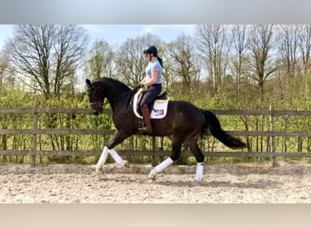 KWPN, Merrie, 9 Jaar, 168 cm, Zwartbruin