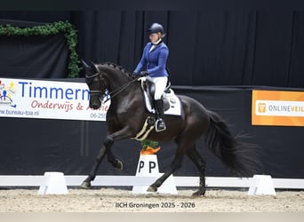 KWPN, Merrie, 9 Jaar, 169 cm, Zwart