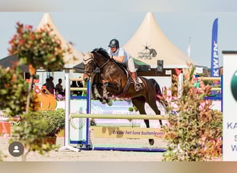 KWPN, Merrie, 9 Jaar, 170 cm, Donkerbruin