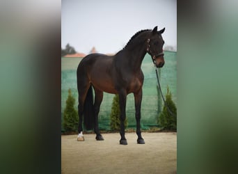 KWPN, Merrie, 9 Jaar, 170 cm, Roodbruin