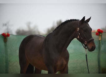 KWPN, Merrie, 9 Jaar, 170 cm, Roodbruin