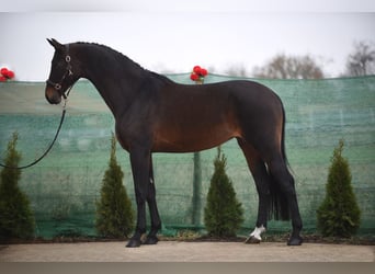 KWPN, Merrie, 9 Jaar, 170 cm, Roodbruin