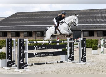 KWPN, Merrie, 9 Jaar, 170 cm