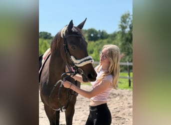 KWPN, Merrie, 9 Jaar, 170 cm, Zwartbruin