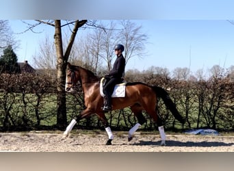 KWPN, Merrie, 9 Jaar, 171 cm, Bruin