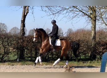 KWPN, Merrie, 9 Jaar, 171 cm, Bruin