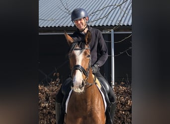 KWPN, Merrie, 9 Jaar, 171 cm, Bruin