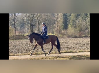 KWPN, Merrie, 9 Jaar, 173 cm, Bruin