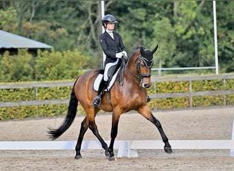 KWPN, Merrie, 9 Jaar, 175 cm, Bruin