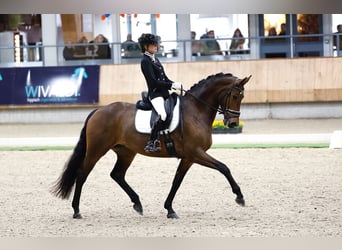 KWPN, Merrie, 9 Jaar, 175 cm, Bruin