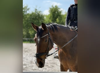 KWPN, Merrie, 9 Jaar, 175 cm, Bruin