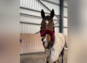 KWPN, Merrie, 9 Jaar, 175 cm, Bruin