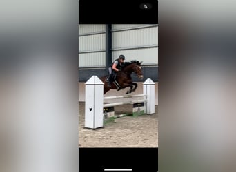 KWPN, Merrie, 9 Jaar, 175 cm, Bruin