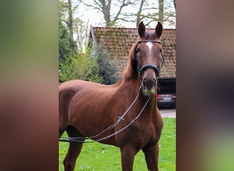 KWPN, Merrie, 9 Jaar, 175 cm, Donkere-vos