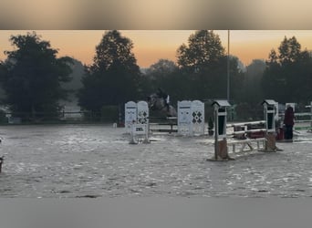 KWPN, Merrie, 9 Jaar, 175 cm, Schimmel