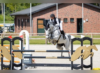 KWPN, Merrie, 9 Jaar, Schimmel