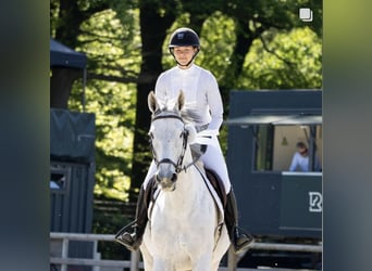 KWPN, Merrie, 9 Jaar, Schimmel