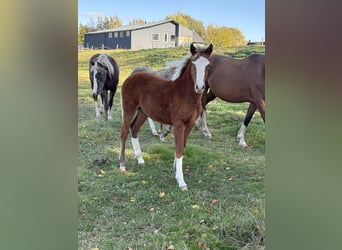 KWPN Mix, Merrie, Veulen (04/2026), 160 cm