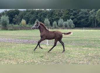 KWPN, Merrie, Veulen (04/2025), 165 cm, Donkere-vos