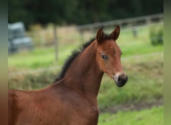 KWPN, Merrie, veulen (04/2024), 168 cm, Donkerbruin