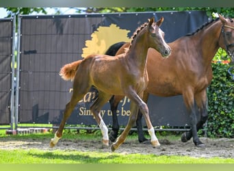 KWPN, Merrie, Veulen (04/2025), 168 cm, Donkere-vos