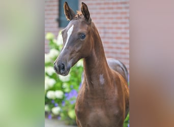 KWPN, Merrie, Veulen (04/2025), 168 cm, Donkere-vos