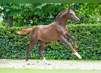 KWPN, Merrie, Veulen (04/2025), 168 cm, Donkere-vos