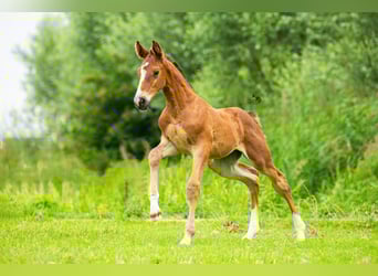 KWPN, Merrie, Veulen (06/2025), 169 cm, Bruin