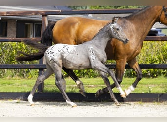 KWPN, Merrie, Veulen (04/2025), Appaloosa