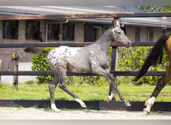 KWPN, Merrie, Veulen (04/2025), Appaloosa