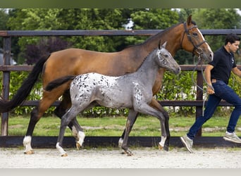 KWPN, Merrie, Veulen (04/2025), Appaloosa