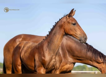 Wild overhandigen noodzaak KWPN Paarden te koop | ehorses.nl