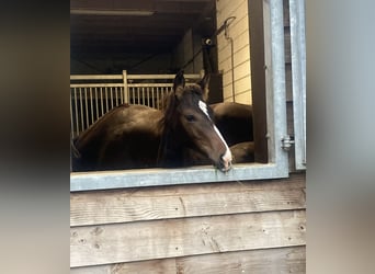 KWPN, Merrie, Veulen (06/2025), Bruin
