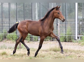 KWPN, Merrie, Veulen (03/2026), Bruin