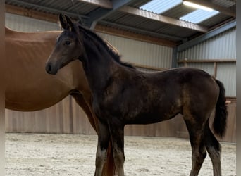 KWPN, Merrie, Veulen (04/2025), Bruin