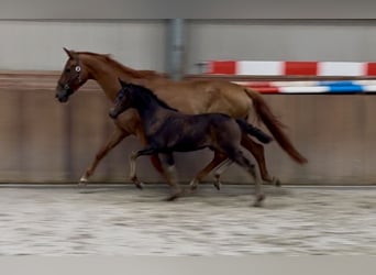 KWPN, Merrie, Veulen (04/2025), Bruin