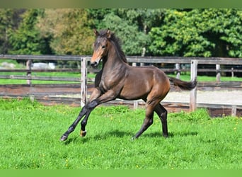 KWPN, Merrie, Veulen (01/2026), Bruin