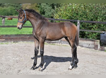 KWPN, Merrie, Veulen (01/2026), Bruin