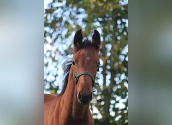 KWPN, Merrie, Veulen (06/2026), Bruin