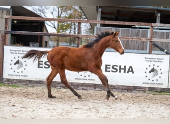 KWPN, Merrie, Veulen (04/2025), Bruin
