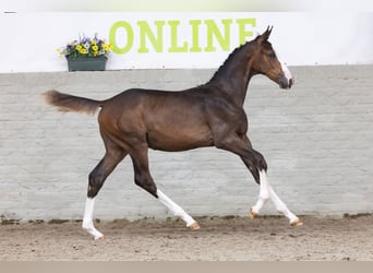 KWPN, Merrie, Veulen (03/2026), Bruin