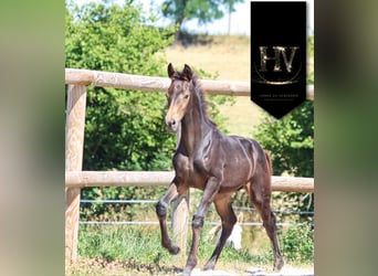 KWPN, Merrie, Veulen (01/2025), Buckskin