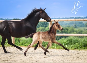 KWPN, Merrie, , Buckskin
