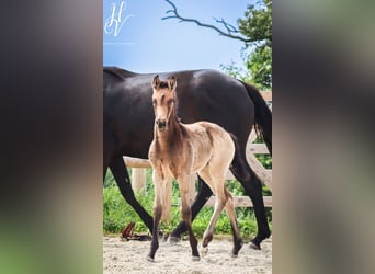 KWPN, Merrie, , Buckskin