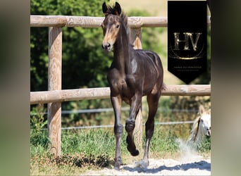 KWPN, Merrie, Veulen (01/2025), Buckskin