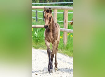 KWPN, Merrie, , Buckskin