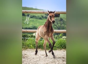 KWPN, Merrie, , Buckskin