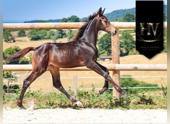 KWPN, Merrie, Veulen (01/2025), Buckskin