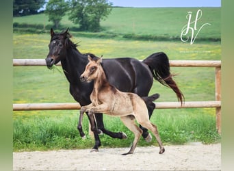 KWPN, Merrie, , Buckskin